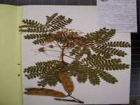 Herbarium sample